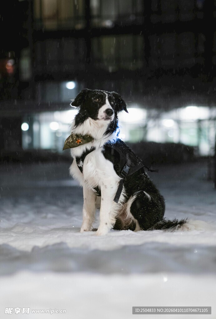 雪地中坐着的黑白边牧犬