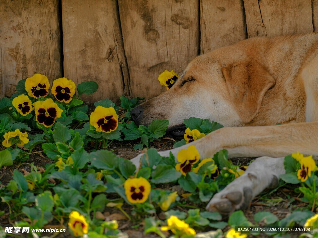 狗狗卧于花丛中休憩