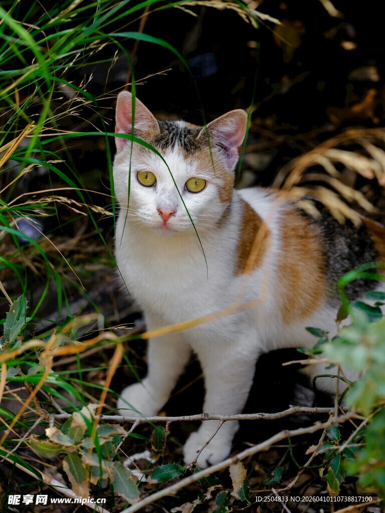 草丛中的三色猫咪