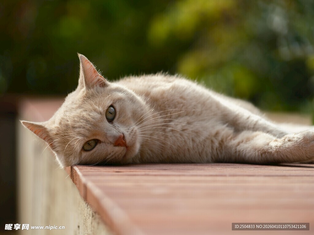 慵懒猫咪惬意趴卧