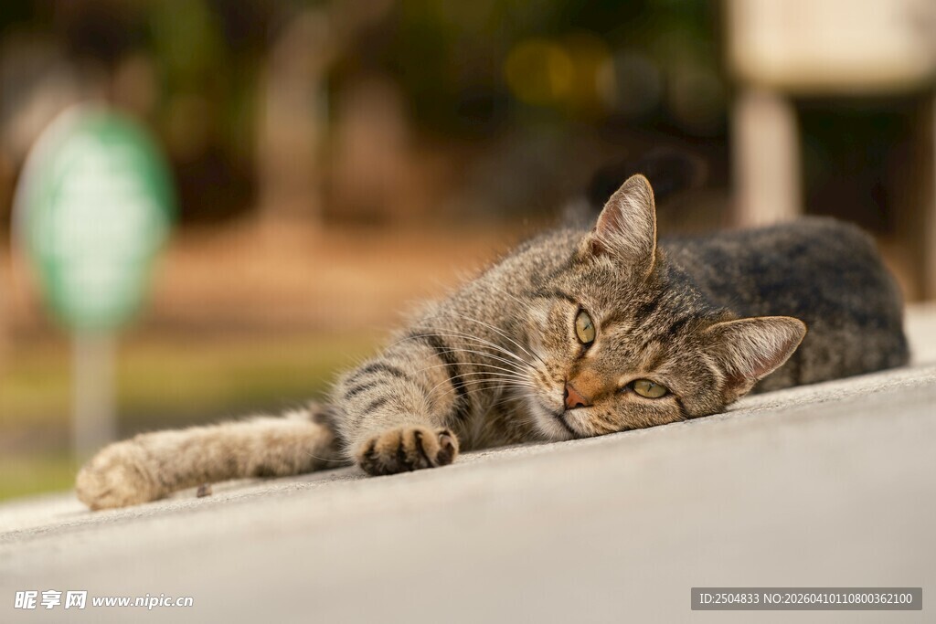 慵懒猫咪惬意趴卧