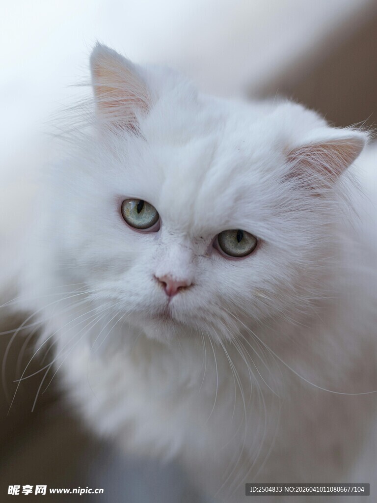 可爱白毛猫咪特写