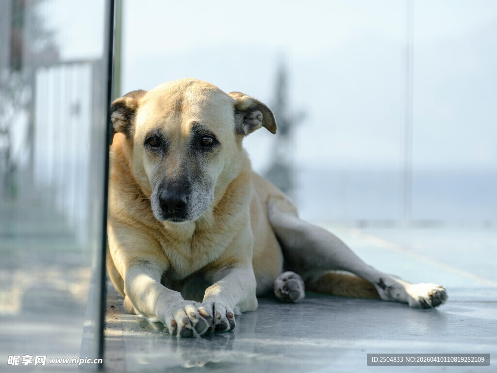 趴着的黄狗