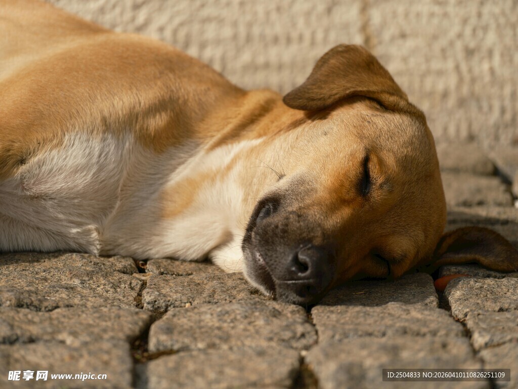 熟睡的黄狗
