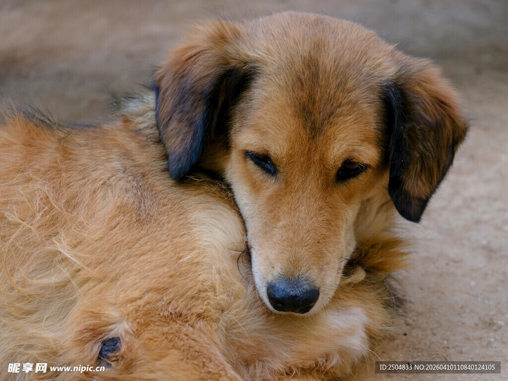 趴着的棕色小狗