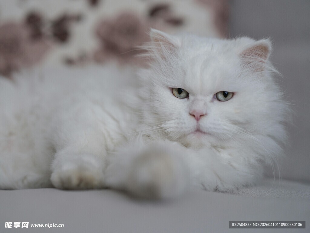 白色萌宠猫咪慵懒姿态