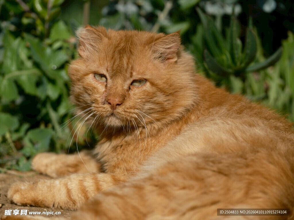 橘猫休憩于绿植间
