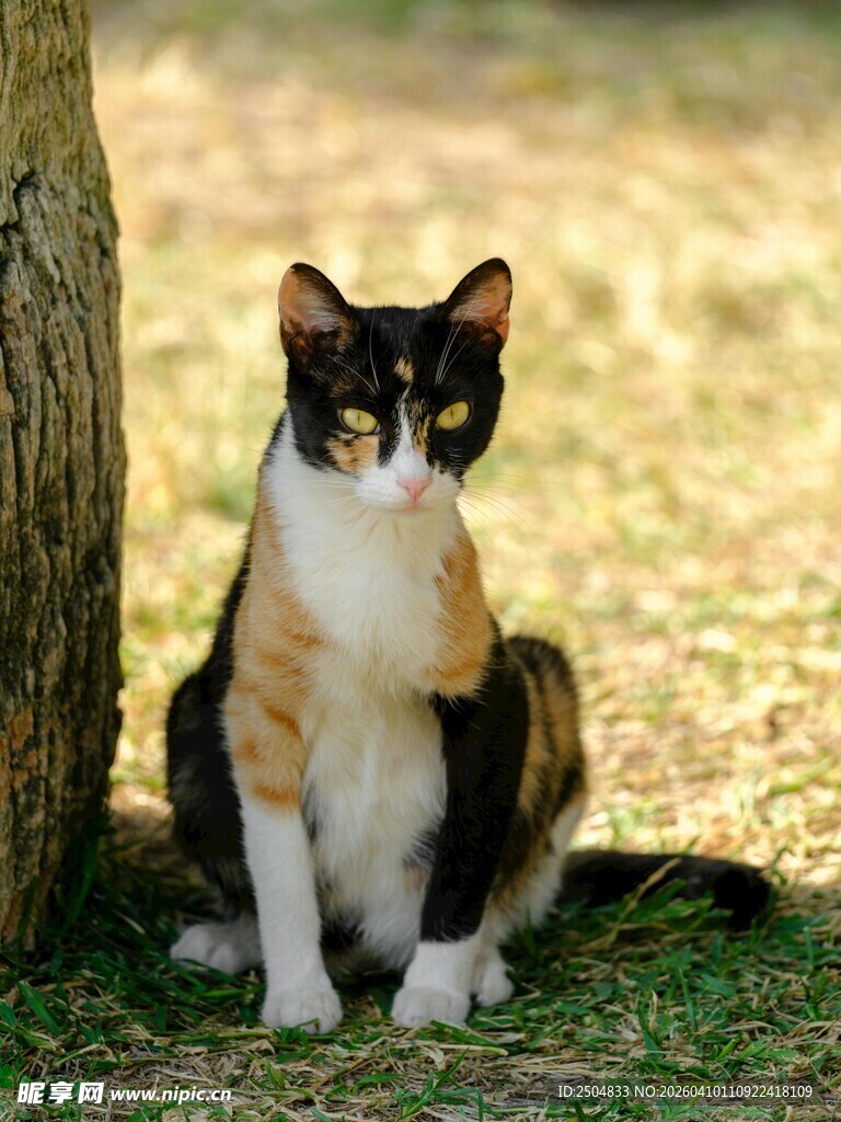 树下三色猫