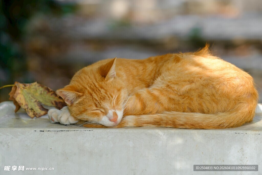 橘猫酣睡于落叶旁