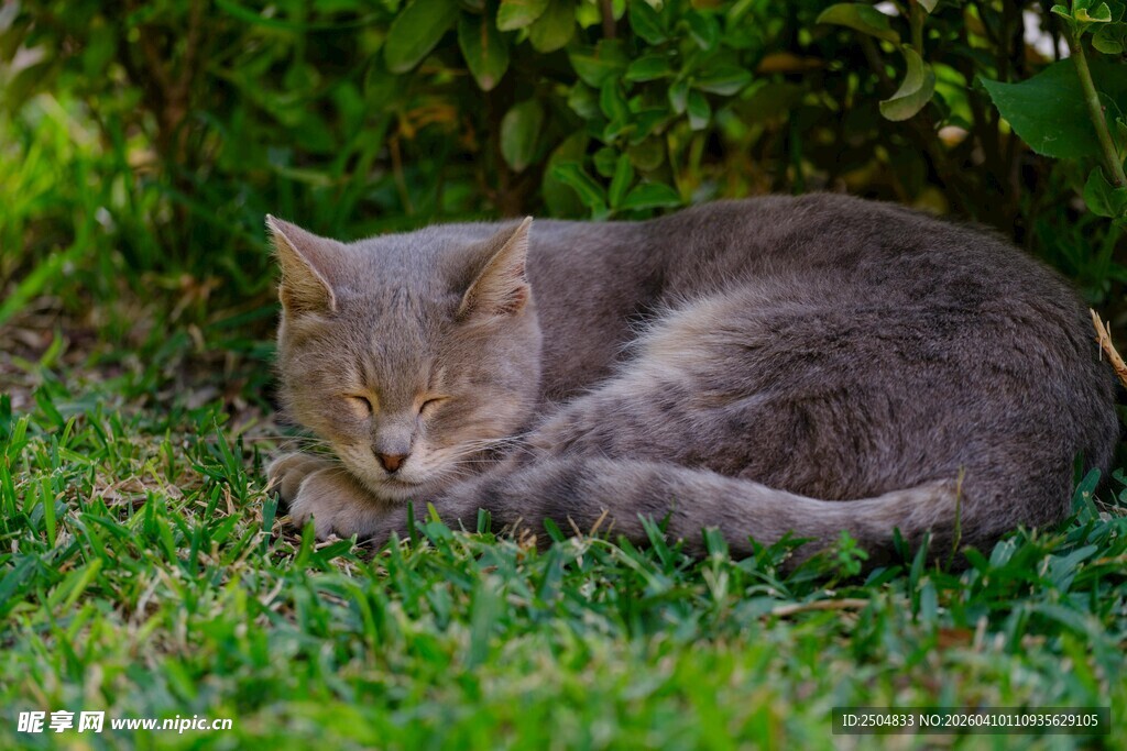 草地上安睡的猫咪