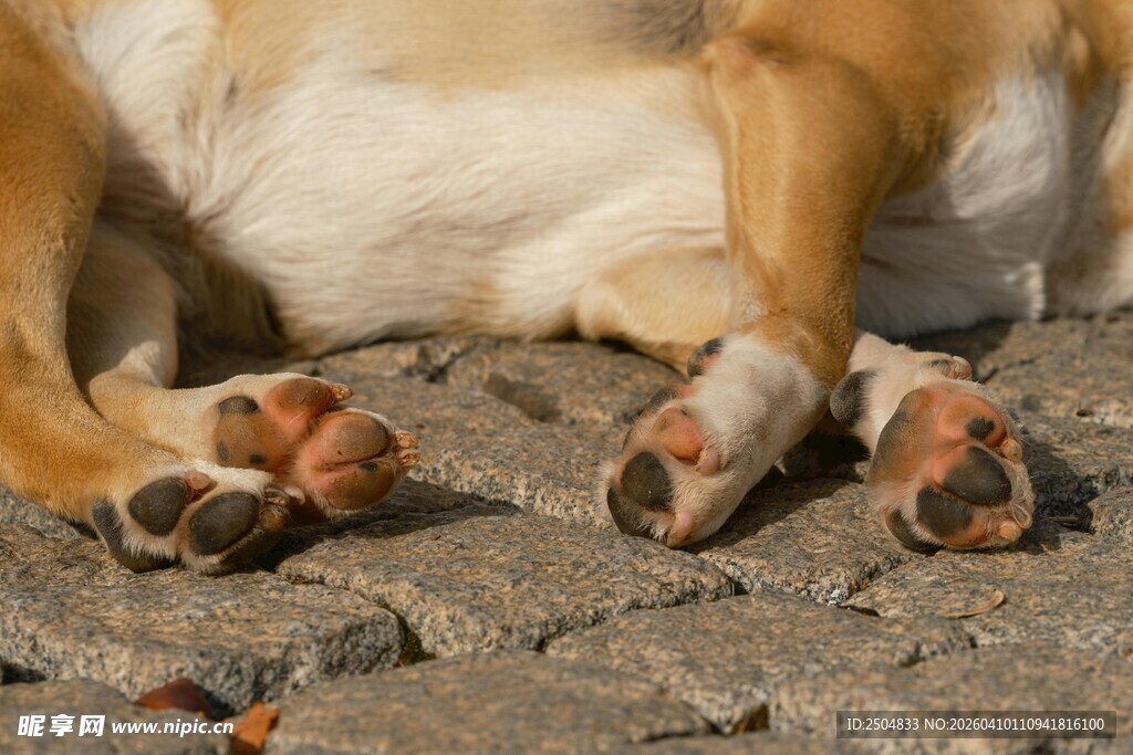 狗狗放松的爪爪特写