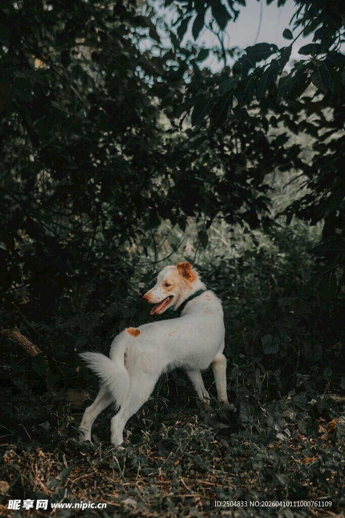 林间玩耍的可爱狗狗