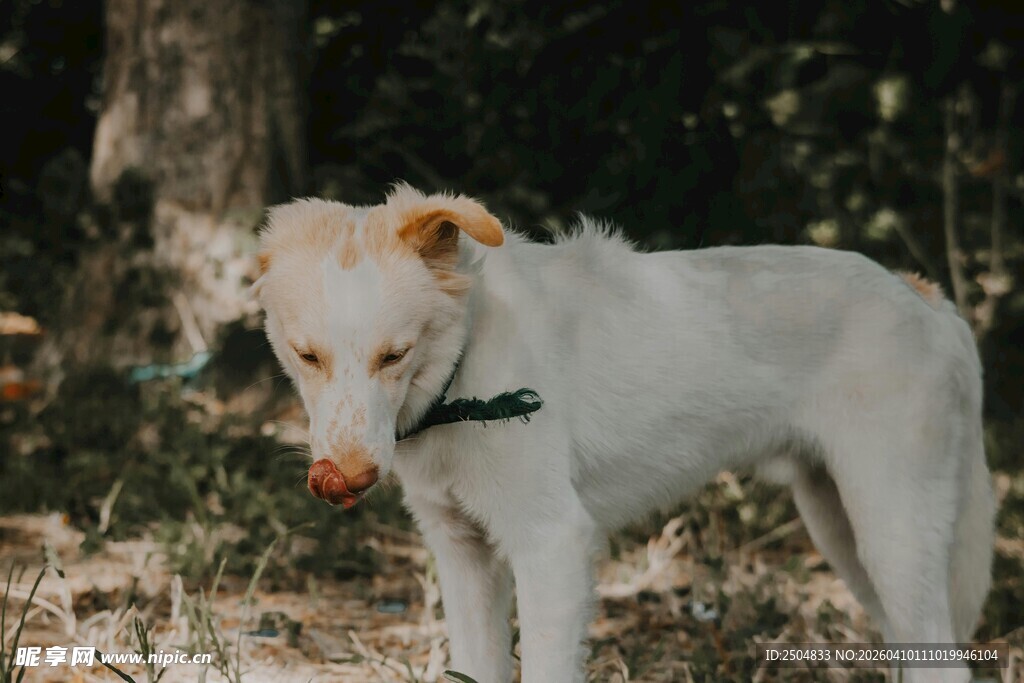 林间白狗 眼神专注