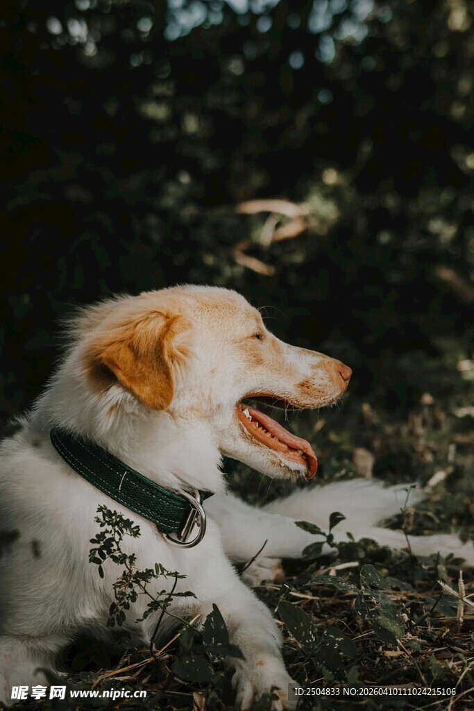 草地上惬意的狗狗
