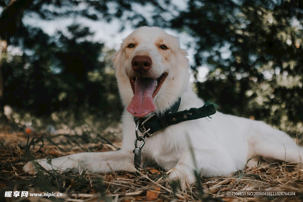 阳光下躺卧的快乐 布拉多