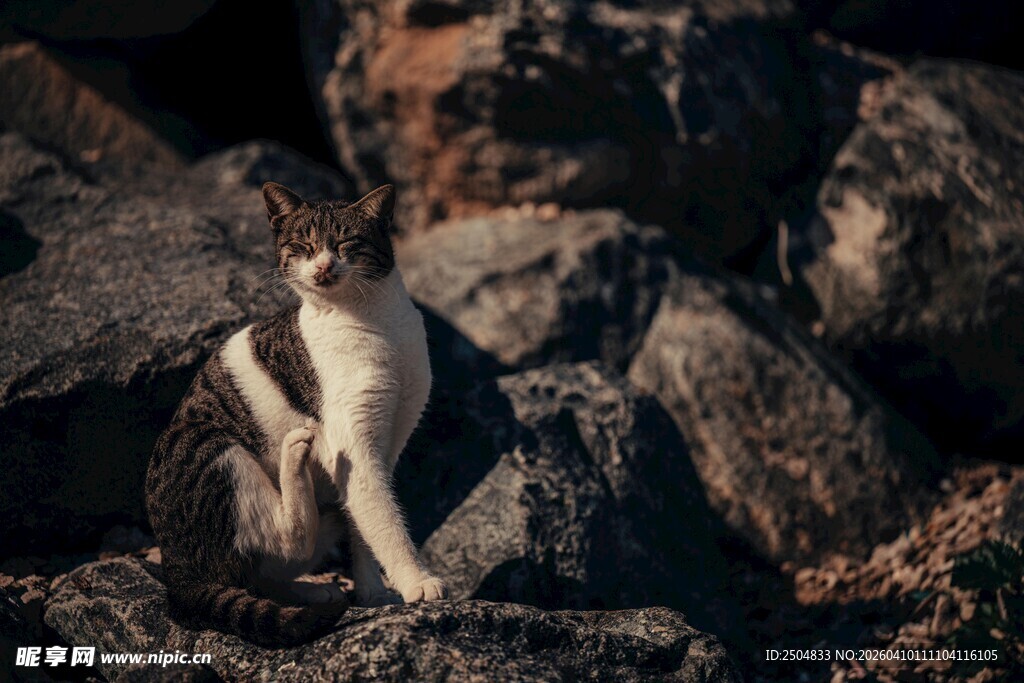 岩石上的猫咪