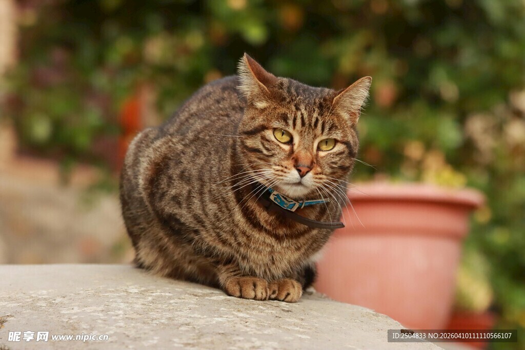 慵懒猫咪惬意趴坐