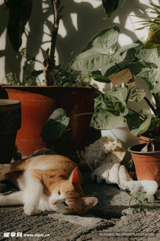 阳光下慵懒的猫咪