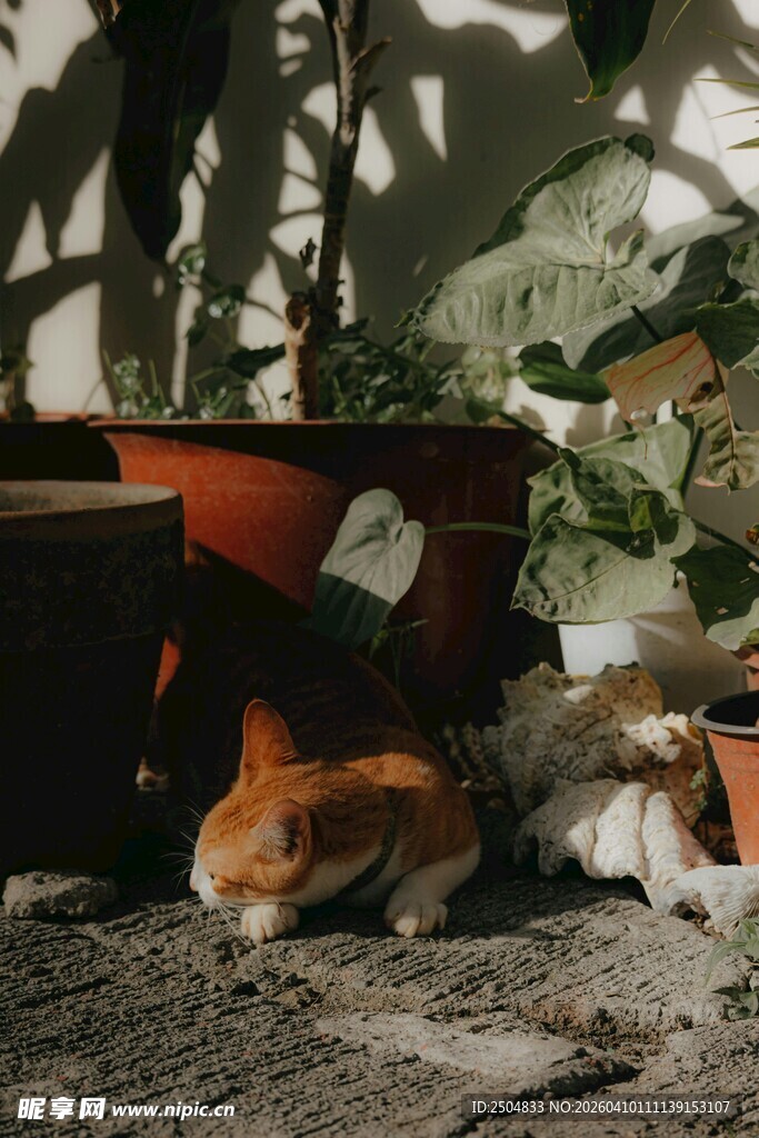 阳光下小憩的几只猫咪