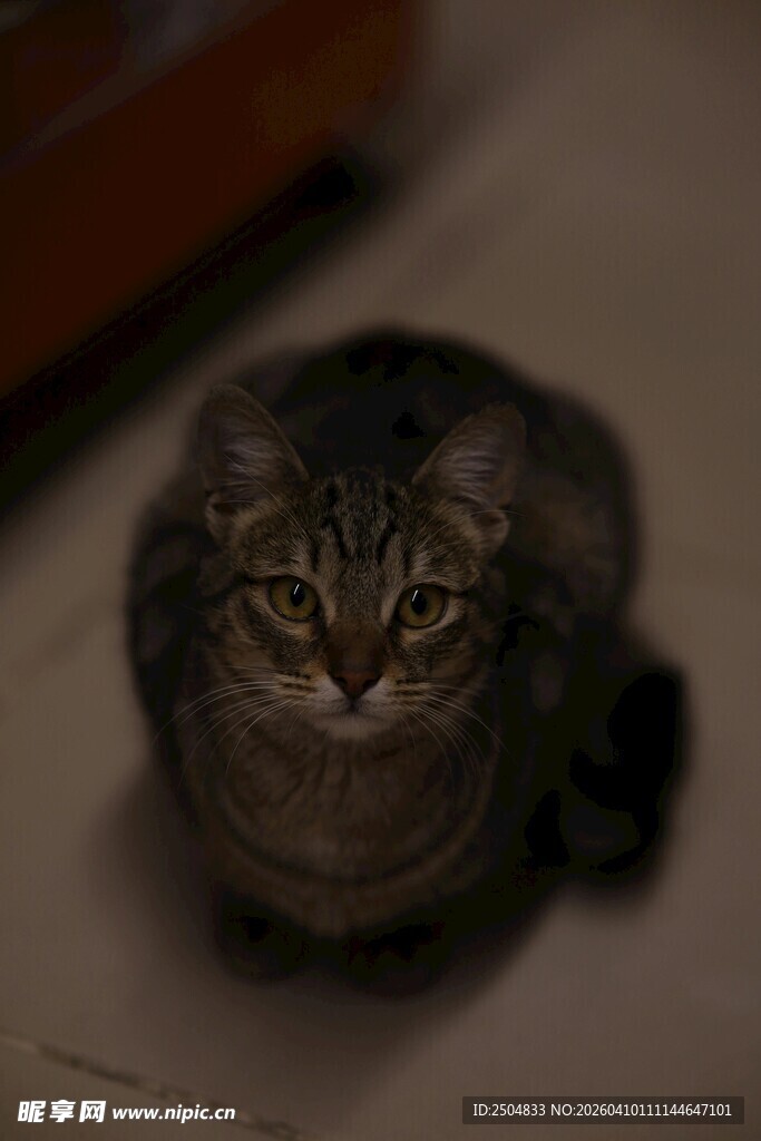 蜷卧的花纹猫咪