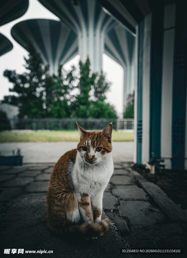 室内独坐的花色猫咪