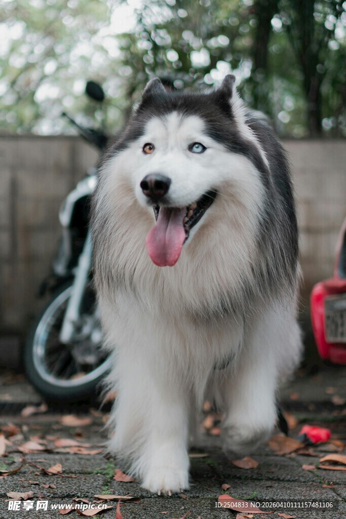 户外长毛哈士奇开心漫步