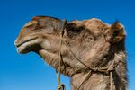 骆驼特写
