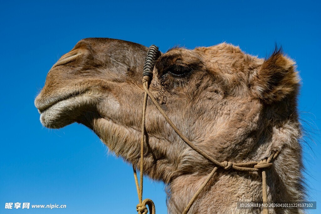 骆驼特写