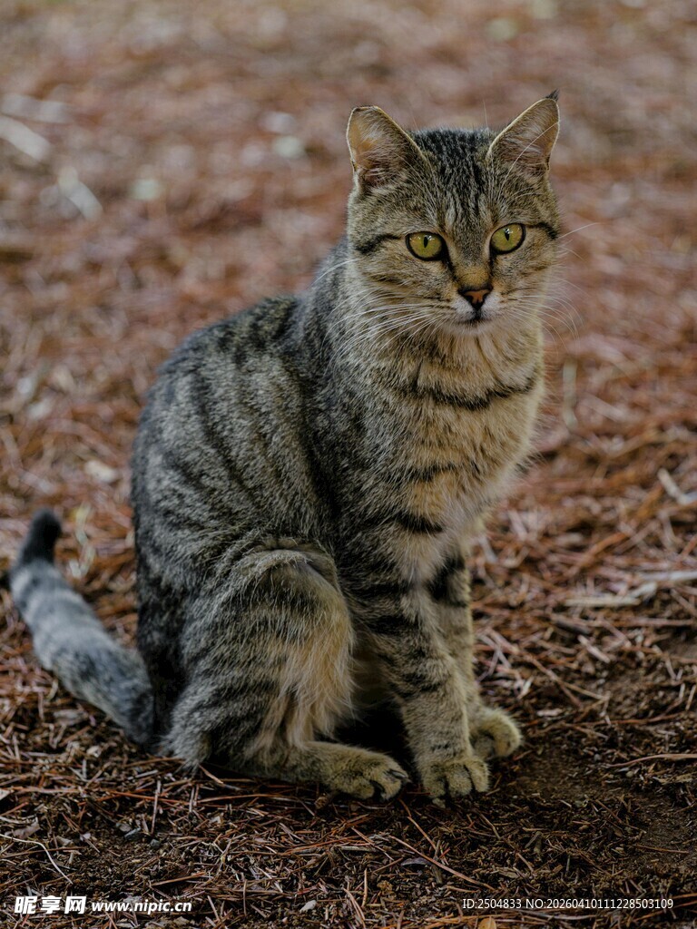 坐于地面的条纹猫咪