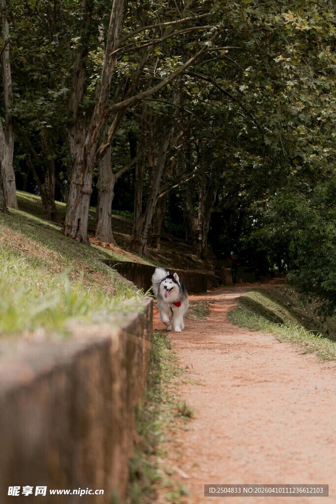 林间小路上的独行狗狗