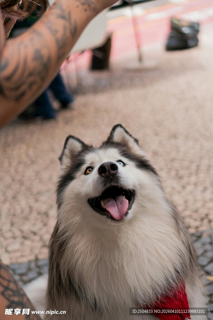 可爱哈士奇张嘴露舌卖萌