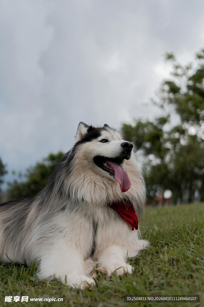 草地边的长毛犬