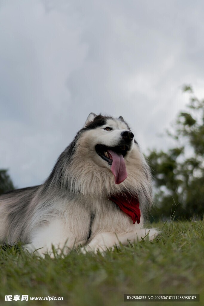 草地上的长毛狗惬意模样