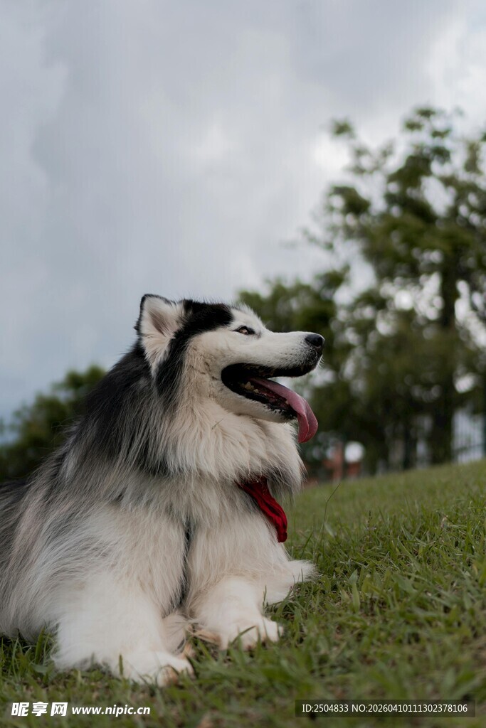草地休憩的帅气哈士奇