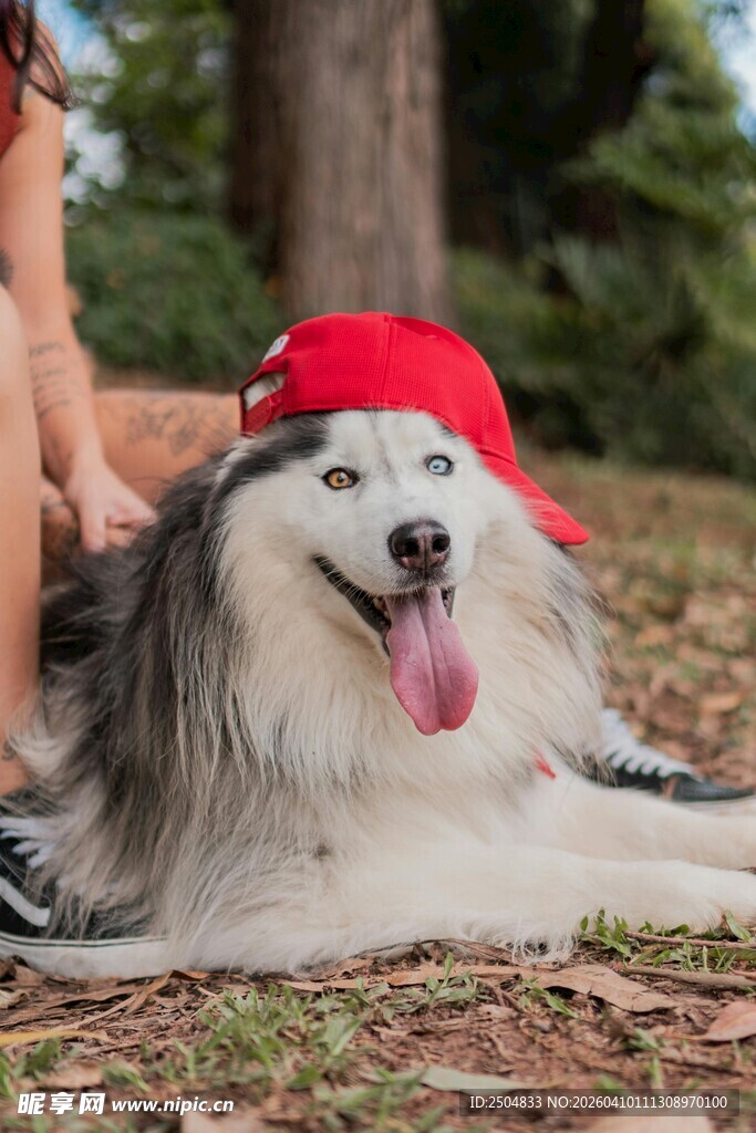 戴红帽惬意躺卧的长毛犬