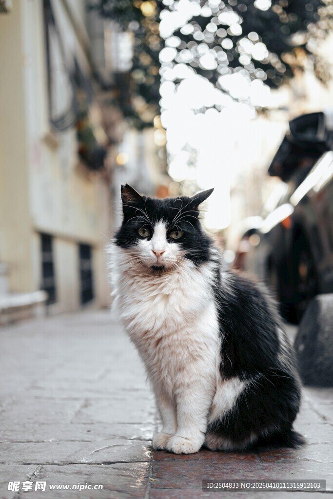 黑白猫咪街边安静蹲坐
