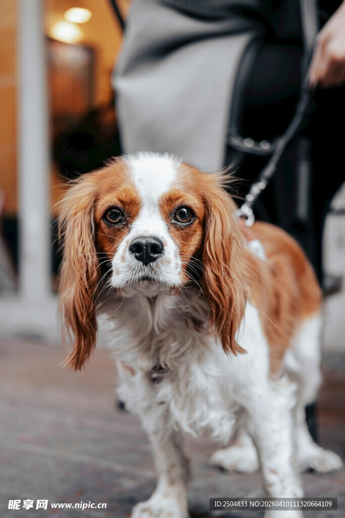 可爱查理士王小猎犬