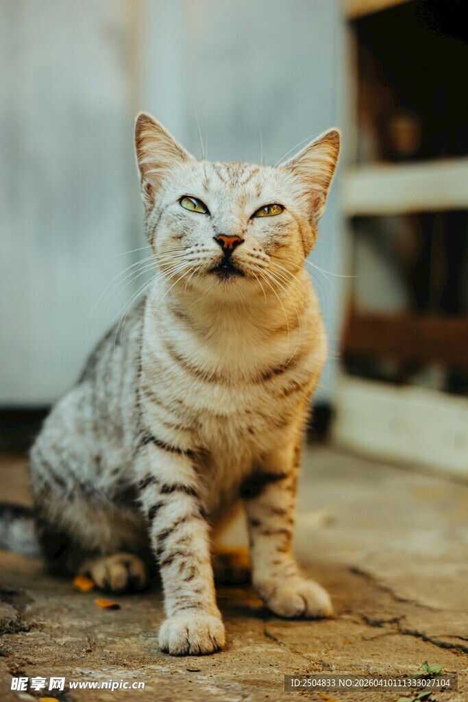 微笑的条纹猫咪