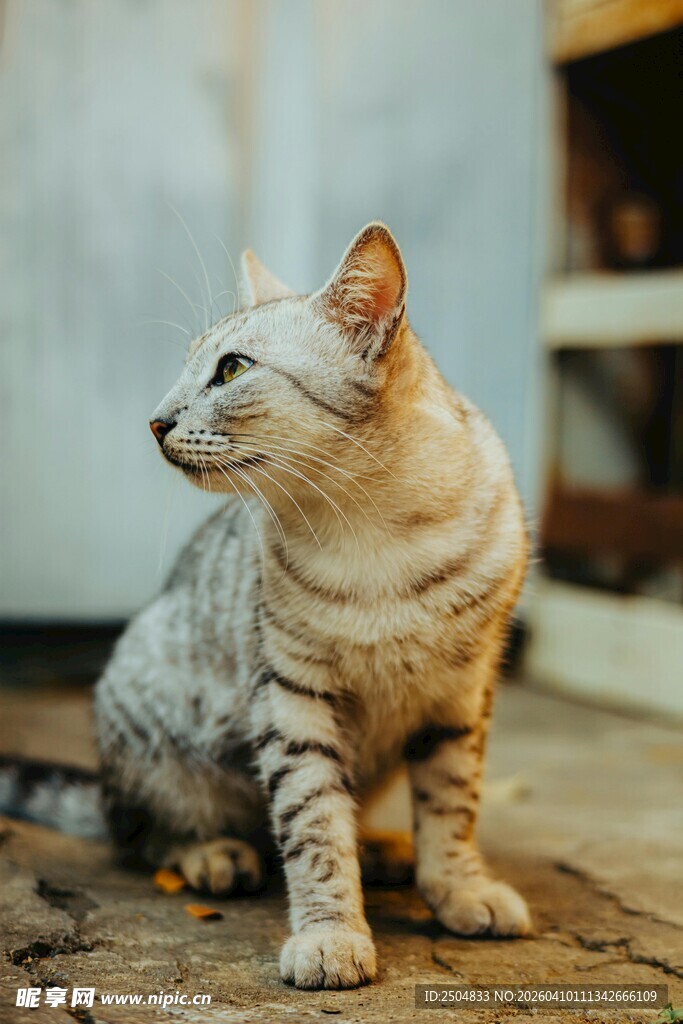 坐姿优雅的斑纹猫咪