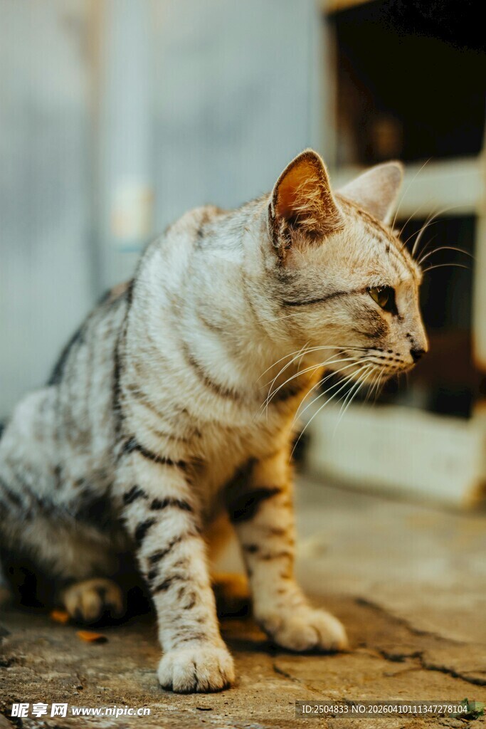 条纹猫咪专注侧坐