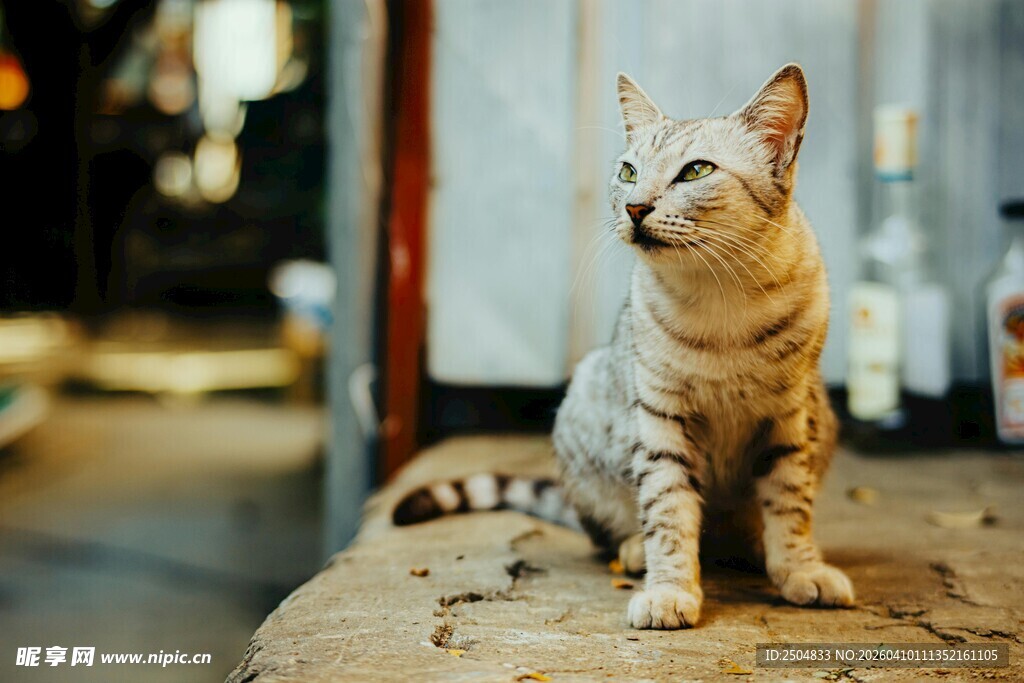 优雅坐立的阿比西尼亚猫