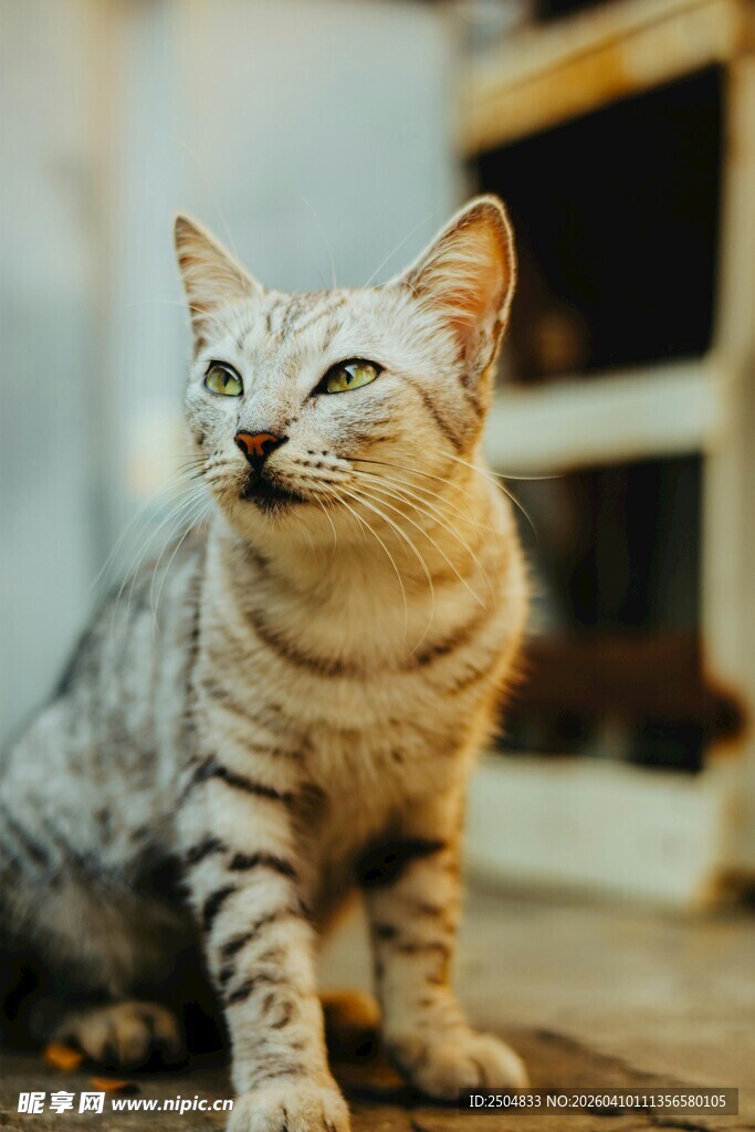 可爱斑纹猫咪惬意模样