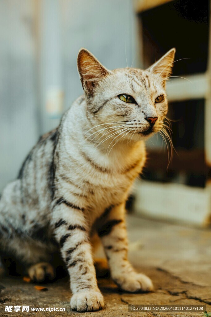 可爱条纹猫咪蹲坐