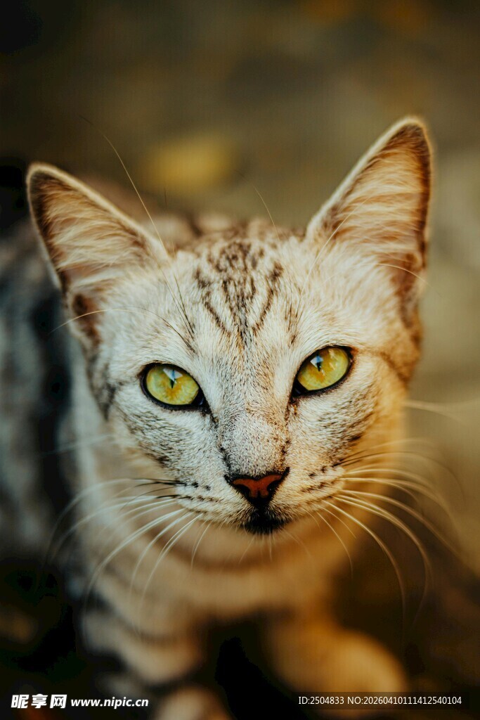 凝视的斑纹猫咪