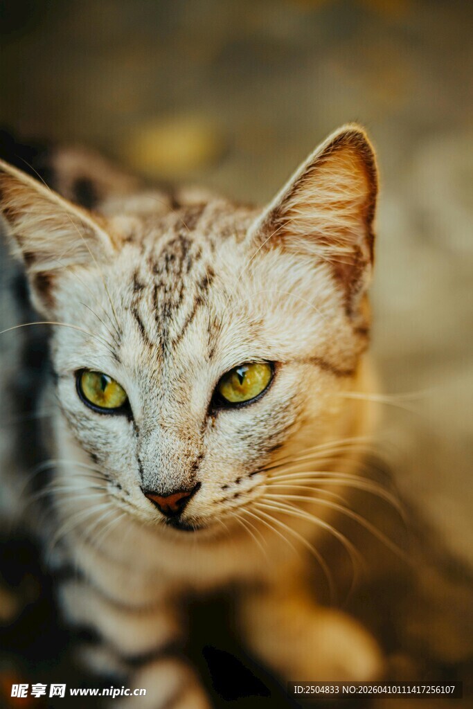 凝视的斑纹猫咪