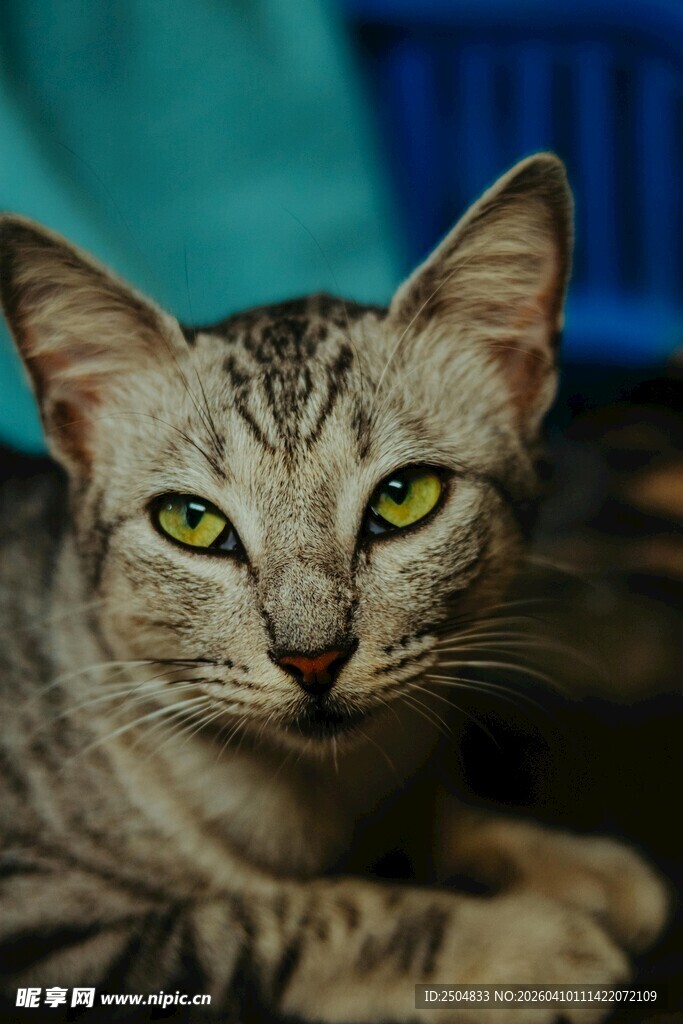 斑纹猫咪专注凝视瞬间