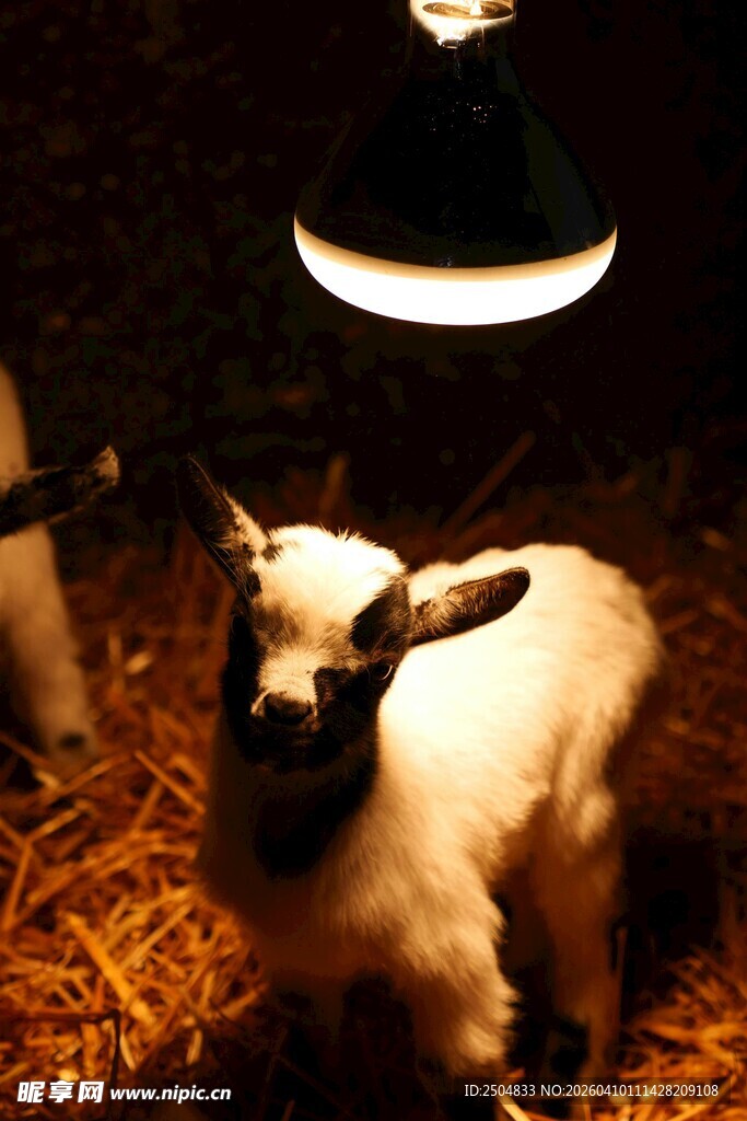 灯光下的可爱小羊羔