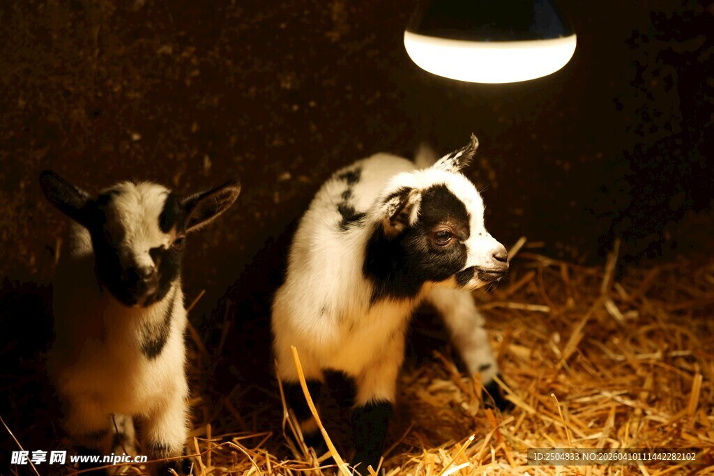 黑暗中依偎的两只小羊羔