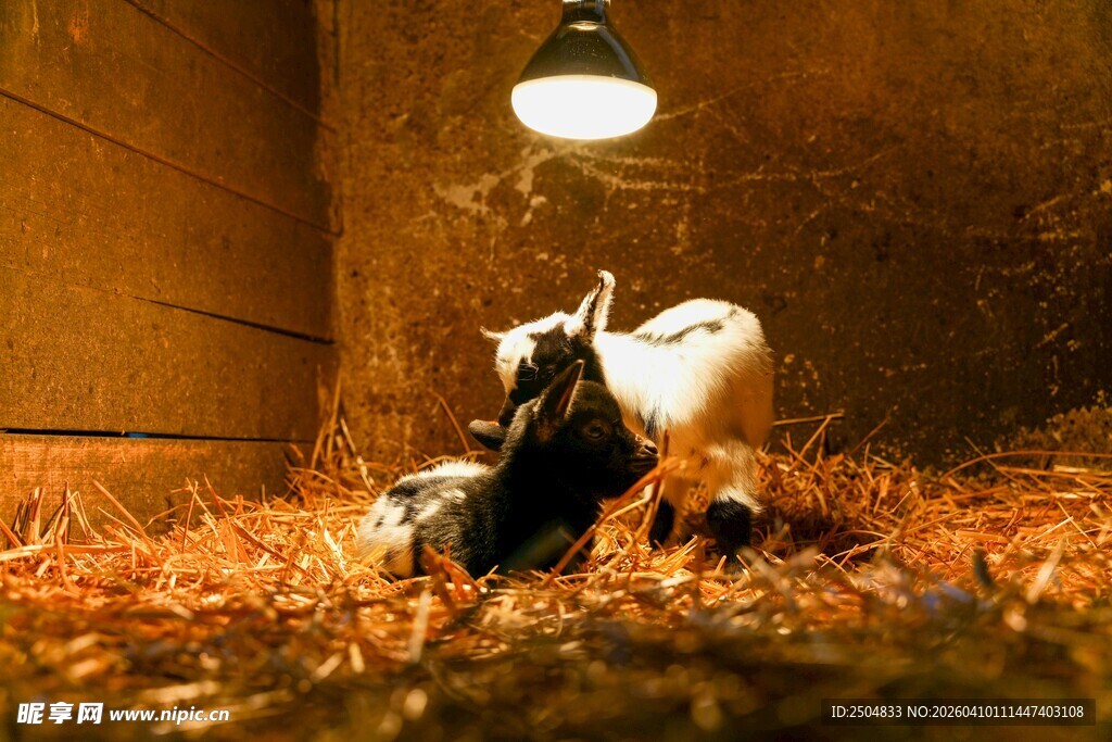 小羊在灯光下的温馨时刻