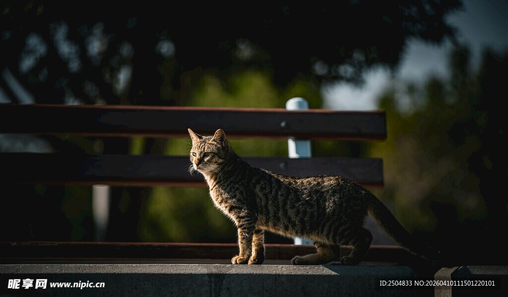户外长椅上的可爱猫咪